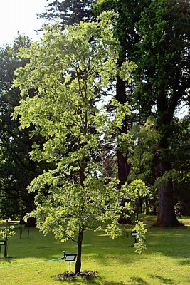 Quercus cerris 'Laciniata' - dub cer - jarní habitus